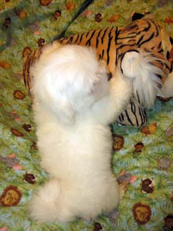 havanese-puppy-utah